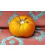 Tomato 'Red Brandywine, Regular Leaf' 