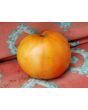 Tomato 'Red Brandywine, Regular Leaf' 