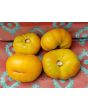 Tomato 'Marzipan Gold' Seeds (Certified Organic)