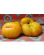 Tomato 'Marzipan Gold' Seeds (Certified Organic)