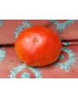 Tomato 'Donskoi' Seeds