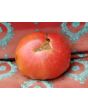 Tomato 'Monk'