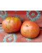 Tomato 'Burgess Climbing Trip-L-Crop'