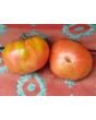 Tomato 'Burgess Climbing Trip-L-Crop'