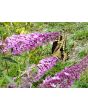 Purple Butterfly Bush AKA Summer Lilac 