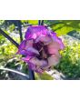 Datura AKA Devil’s Trumpet 'Black Currant Swirl' 