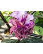 Datura AKA Devil’s Trumpet 'Black Currant Swirl' 