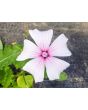 Mallow 'Dwarf White Rose Stripe' AKA ‘Dwarf Pink Blush’ 