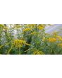 Goldenrod 