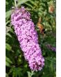 Purple Butterfly Bush AKA Summer Lilac 