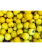Tomato 'Gobstopper' 