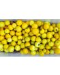 Tomato 'Gobstopper' 