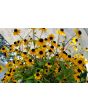 Brown-Eyed Susan