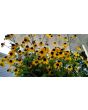 Brown-Eyed Susan