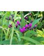 New York Ironweed