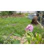 Purple Butterfly Bush AKA Summer Lilac 