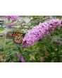 Purple Butterfly Bush AKA Summer Lilac 
