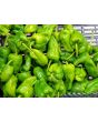 Hot Pepper ‘Pimiento de Padron’ Seeds (Certified Organic)