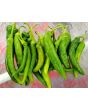 Hot Pepper 'Guajillo' Seeds (Certified Organic)