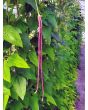 Pole Yard Long Bean 'Chinese Red Noodle' 