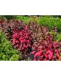 Amaranth 'Hopi Red Dye' 