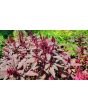 Amaranth 'Hopi Red Dye' 