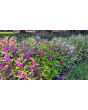 Balsam Impatiens Mix
