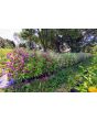 Balsam Impatiens Mix