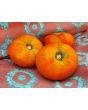 Tomato 'Chapman' 