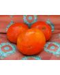 Tomato 'Chapman' 