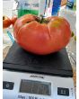 Tomato 'Monk'
