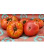 Tomato 'Monk'