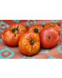 Tomato 'Monk'