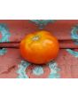 Tomato 'Heinz 1527' Seeds (Certified Organic)