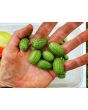 Cucumber 'Mouse Melon' or 'Mexican Sour Gherkin' 