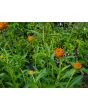 Globe Amaranth ‘Mandarin Orange’ Seeds (Certified Organic)
