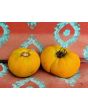 Tomato 'Yellow Jubilee'