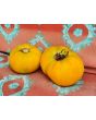 Tomato 'Yellow Jubilee'