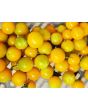 Tomato 'Sungold F2' 