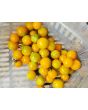 Tomato 'Sungold F2' 