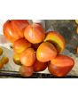 Tomato 'German Red Strawberry'