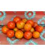 Tomato 'Amy's Sugar Gem' 
