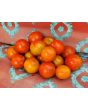 Tomato 'Amy's Sugar Gem' 
