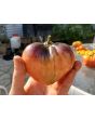 Tomato 'Sgt. Pepper's'