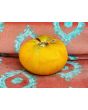 Tomato 'Marzipan Gold' Seeds (Certified Organic)
