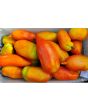 Tomato 'Jersey Giant'