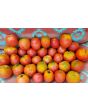 Tomato 'Amerikanskiy Sladkiy' 