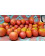 Tomato 'Amerikanskiy Sladkiy' 