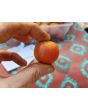 Tomato 'Ambrosia Pink' 