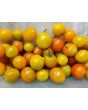 Tomato 'Ambrosia Gold' 